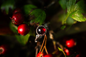 Autumn Hawthorne ring with Garnet ~ For Hope & New Beginnings